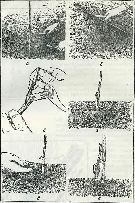 Рисунок 1. Прививка черенком молодых плодовых деревьев