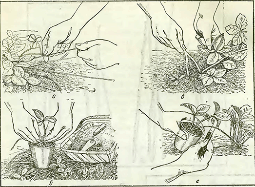 Рисунок 1. Укоренение земляники