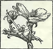 Рисунок 1. Повреждение цветочных почек