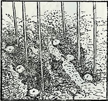 Рисунок 2. Посадка гладиолусов