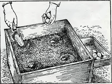 Рисунок 1. Посадка клубней картофеля в ящики