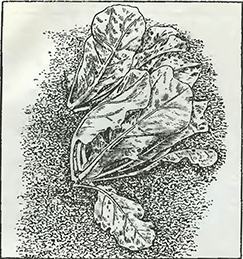 Рисунок 1. Защита капусты брокколь