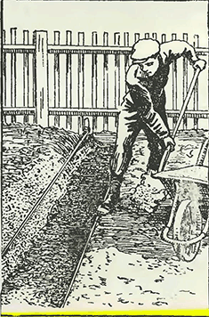 Рисунок 3. Подготовка посадочных траншей для сельдерея