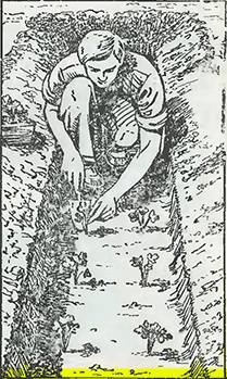 Рисунок 1. Высадка рассады сельдерея