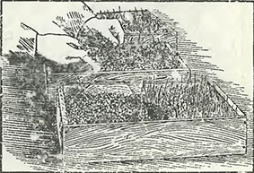 Рисунок 1. Посев семян лука-порея