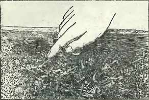 Рисунок 1. Выращивание грибов в ящиках
