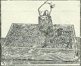 Рисунок 2. Выращивание грибов в ящиках