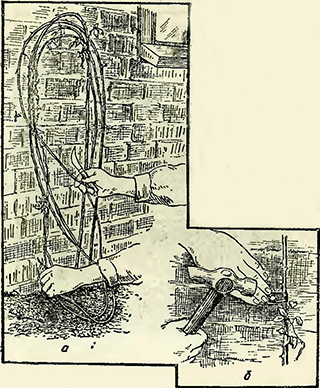 Рисунок 1. Посадка ломоноса 