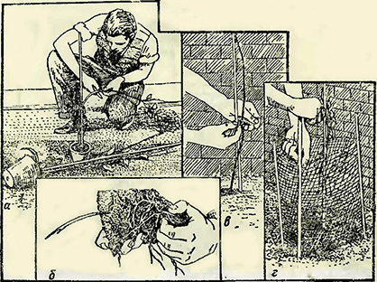 Рисунок 1. Посадка вьющихся роз