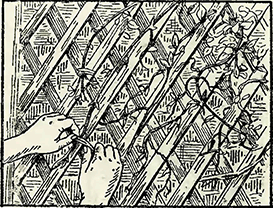 Рисунок 1. Метод подвязки вьющихся растений к решёткам