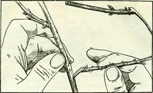 Рисунок 1. Срезка черенков пяткой