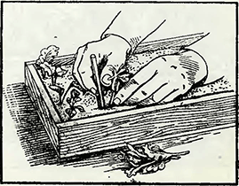 Рисунок 1. Укоренение черенков хризантем