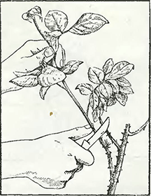 Рисунок 1. Черенкование роз