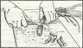 Рисунок 1. Размножение черенками и корневыми отрезками
