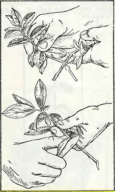 Рисунок 1. Черенкование кустарников