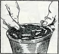 Рисунок 3. Укоренение срезанных глазков