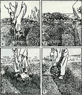 Рисунок 1. Перекопка почвы на три штыка