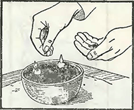 Рисунок 2. Болезни луковиц