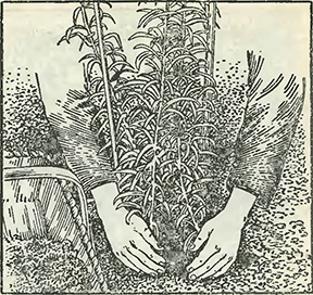Рисунок 2. Штриховатость листьев у лилий