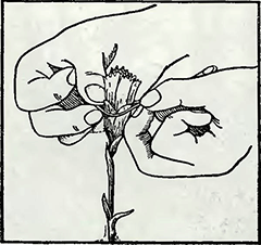 Рисунок 1. Расщепление бутонов у гвоздики садовой