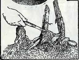 Рисунок 1. Загнивание корневищ георгинов во время хранения