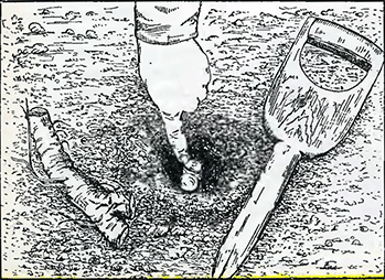 Рисунок 1. Посадка хрена Рисунок 1. Посадка хрена