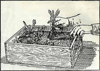 Рисунок 1. Ускорение роста одуванчика Рисунок 1. Ускорение роста одуванчика
