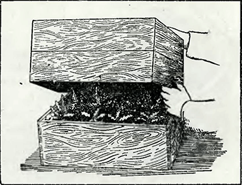 Рисунок 2. Ускорение роста одуванчика Рисунок 2. Ускорение роста одуванчика
