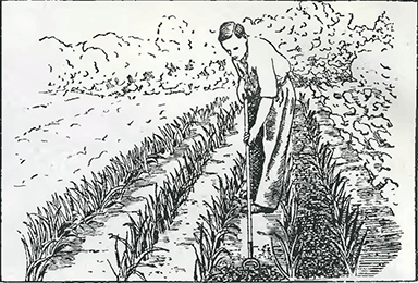 Рисунок 1. Подкормка лука Рисунок 1. Подкормка лука