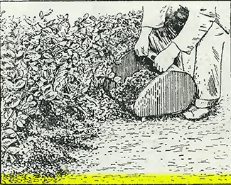 Рисунок 1. Мульчирование навозом Рисунок 1. Мульчирование навозом