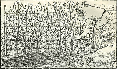 Рисунок 1. Защита от холодных ветров Рисунок 1. Защита от холодных ветров