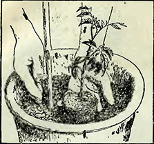 Рисунок 1. Выращивание томатов в горшках Рисунок 1. Выращивание томатов в горшках