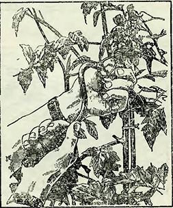 Рисунок 2. Выращивание томатов в горшках Рисунок 2. Выращивание томатов в горшках